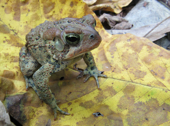 American Toad